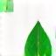 Icona foglia verde